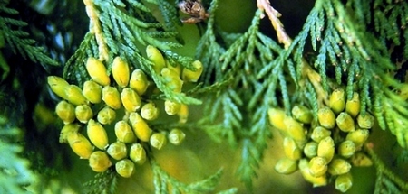 Thuja