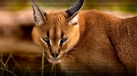 Caracal