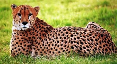 Cheetah: Acinomyx Jubatus