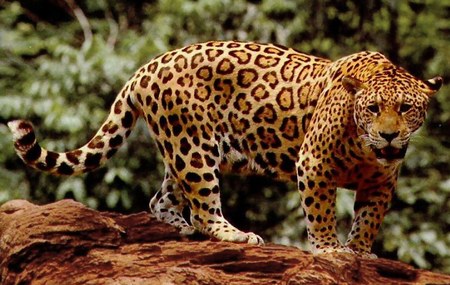 Jaguar