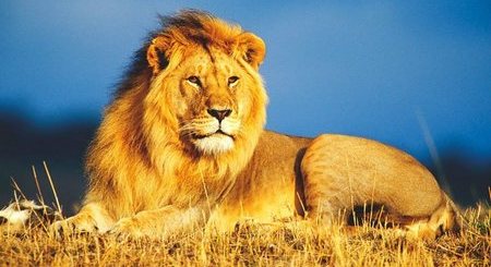 Leon - El Rey de la Selva