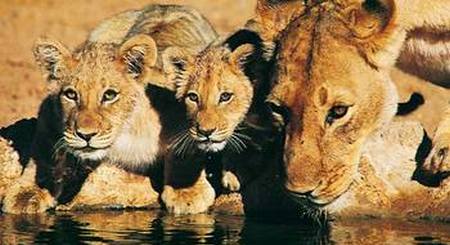 Leones