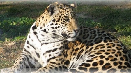 Leopardo - Uncia Uncia