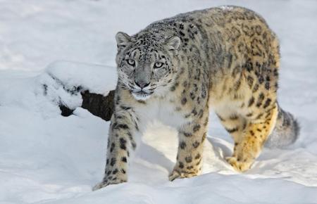 Leopardo de las Nieves