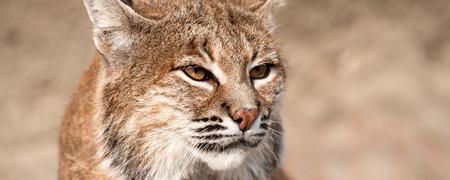 Lince