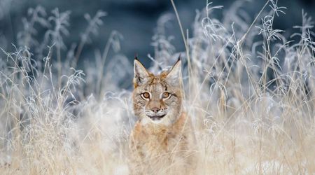 Lince