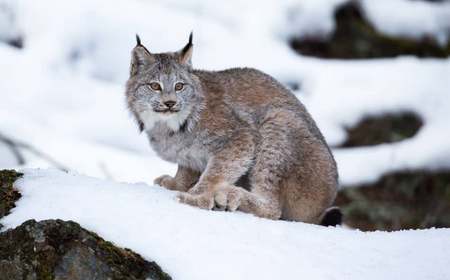 Lince Canadensis