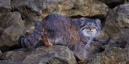 Otocolobus Manul
