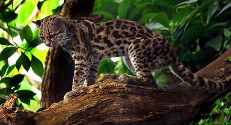 Ocelote