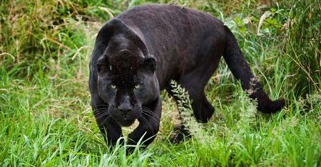 Black Panther