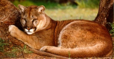 Puma - Leon Americano - Puma Concolor