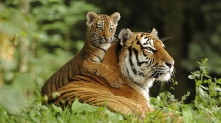 Tigre - Panthera Tigris